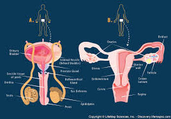 Reproductive system - Human Body systems